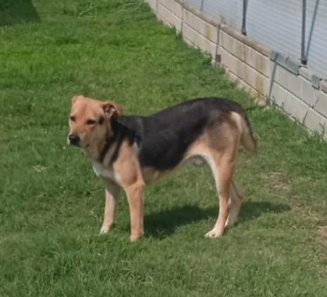 Poseidone, adozione del cuore, un po’ timoroso Foto 8